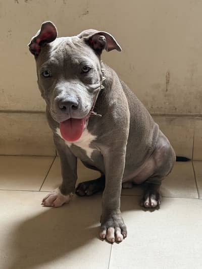 Pitbull  grey color unique color