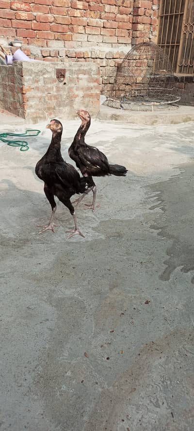 Black Aseel Chicks