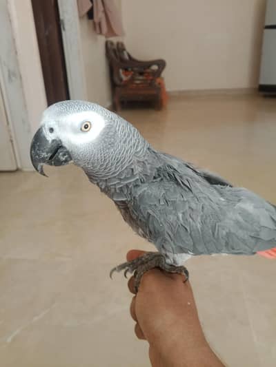 parrot
