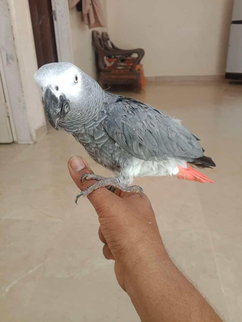 parrot 1