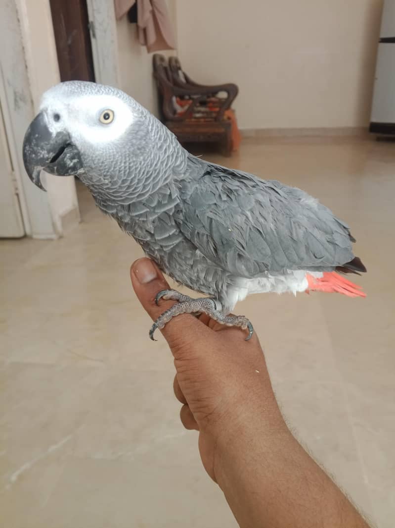 parrot 2