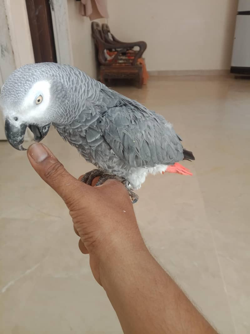 parrot 3
