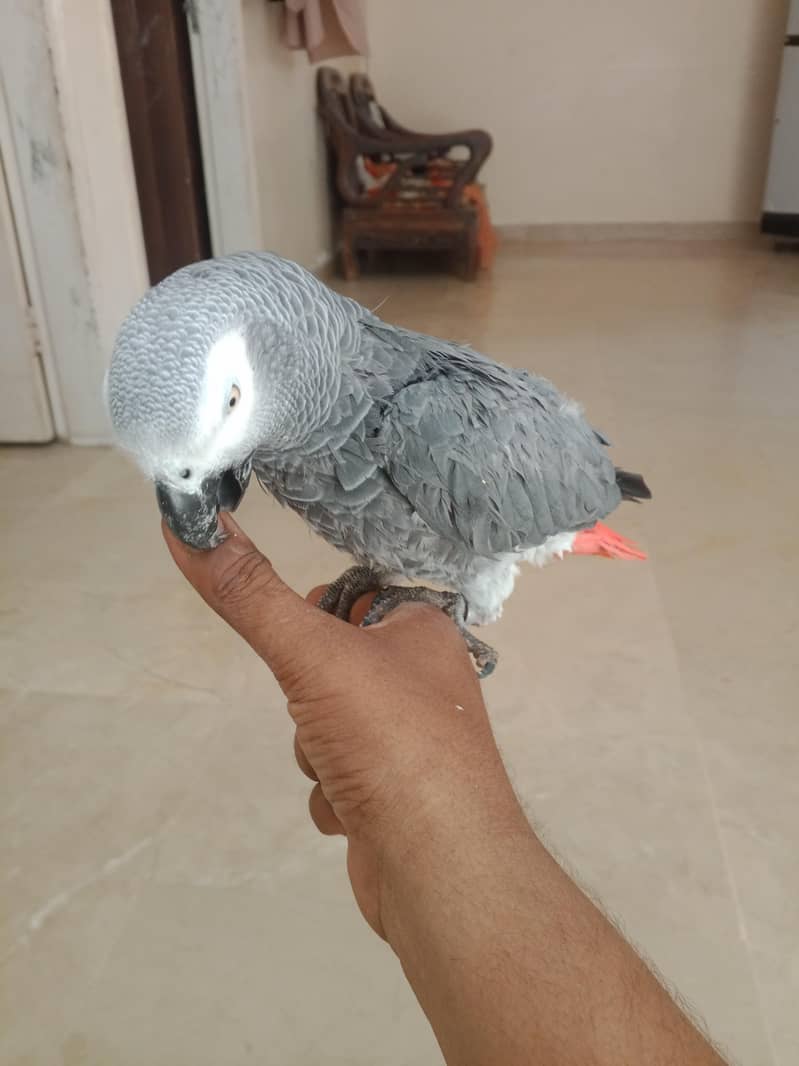 parrot 4