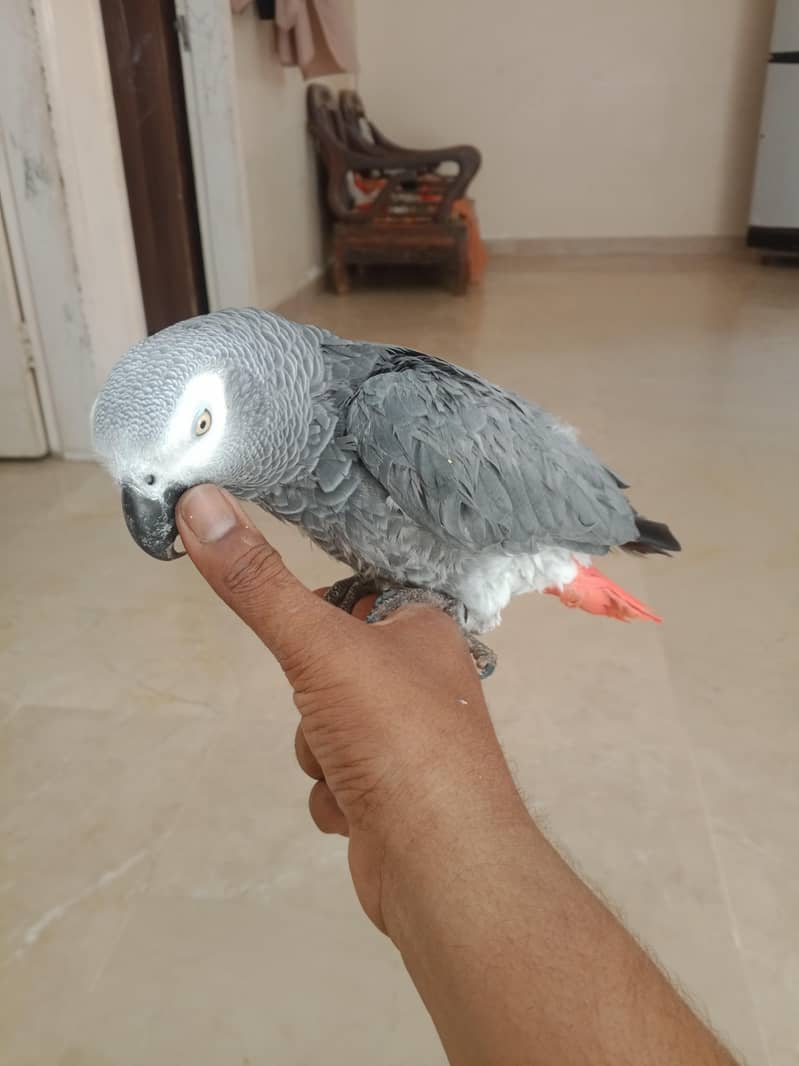 parrot 5
