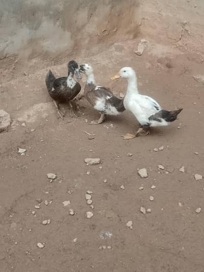 Desi Ducks