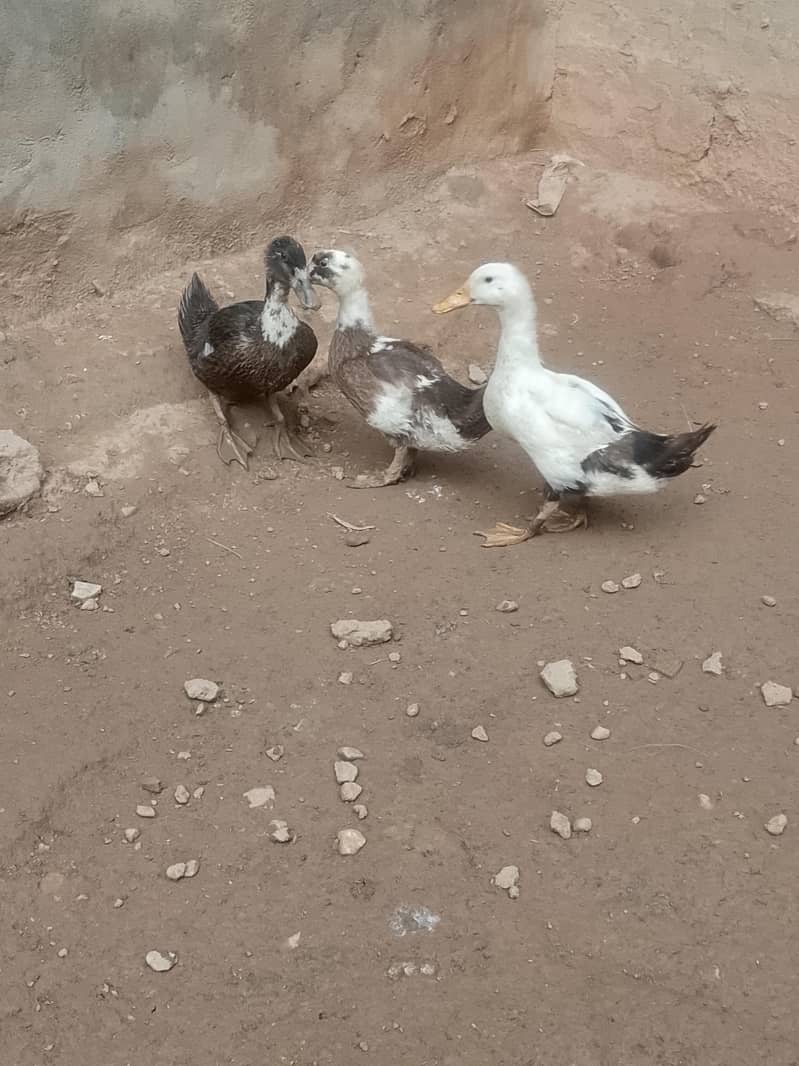 Desi Ducks 0