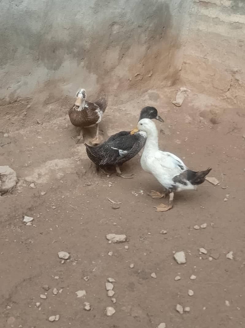Desi Ducks 1
