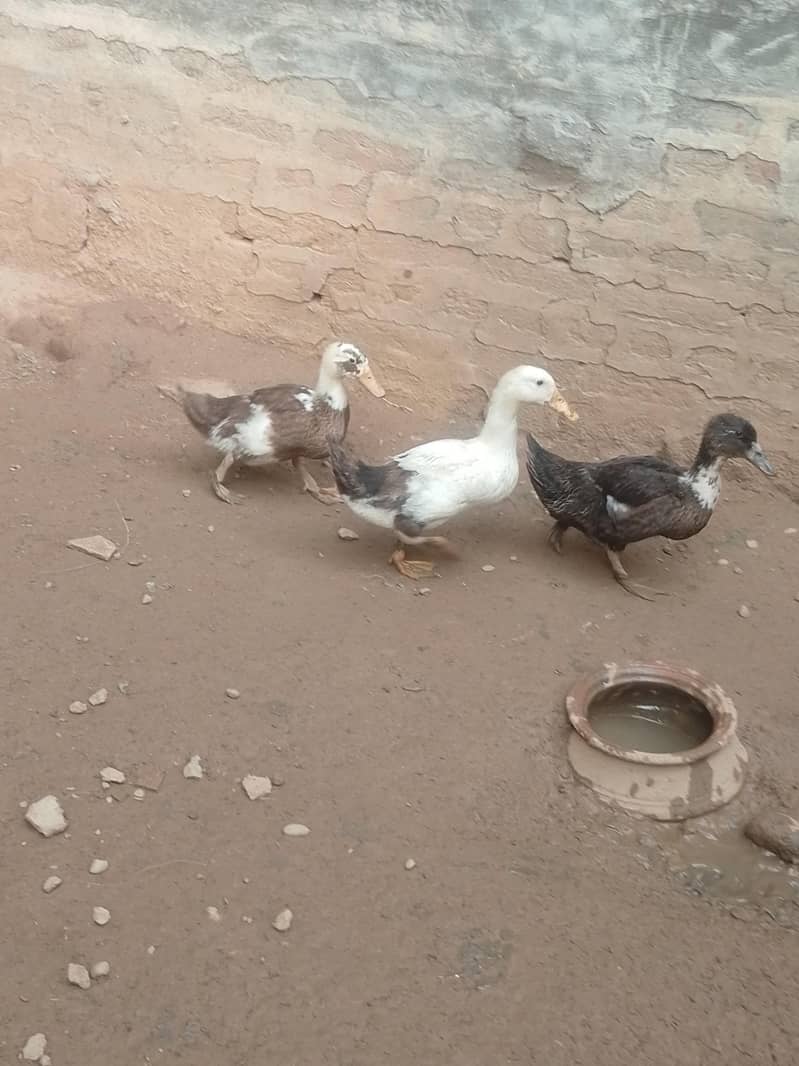 Desi Ducks 2