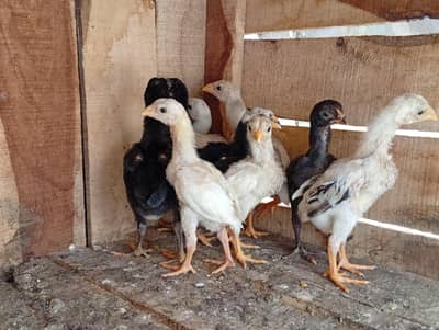 parrot beak long tail and shamu cross chick's