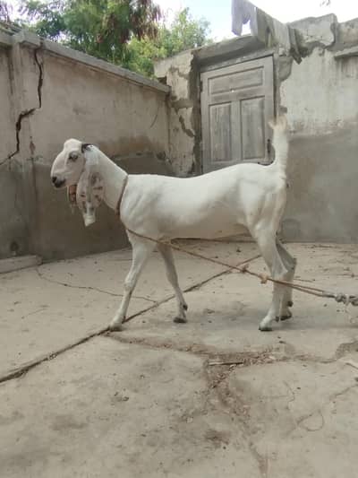 Goat (female) for sale