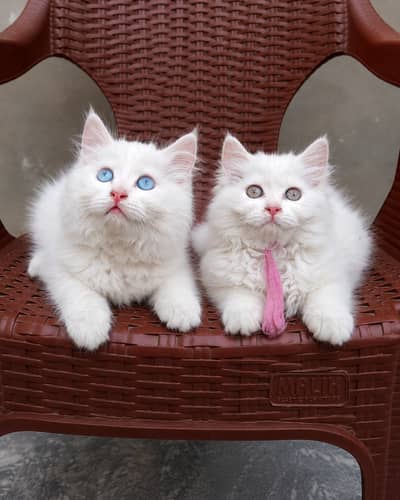 Punch face Percian kitten pair / Percian cat pair/ cat for sale
