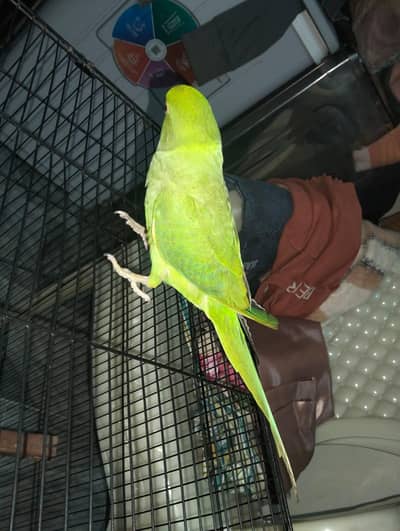 breedar female 03187108030