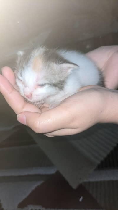 mix breed babies stray with Persian