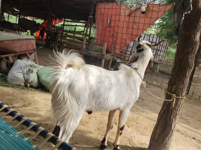 2 dant Bakra for sale