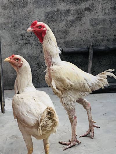 White heera aseel and black shamo female or coco female and chicks
