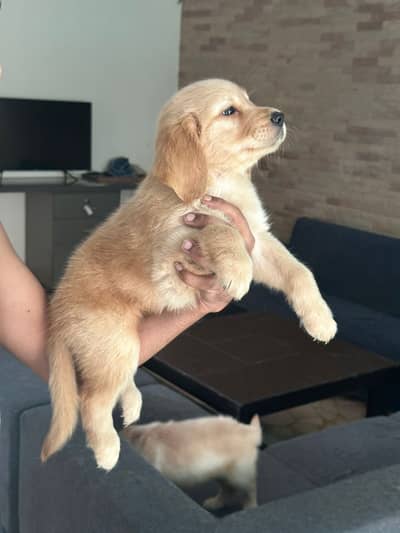 Golden retriver Puppy | Golden Retriever Dog | Retriever Pupps