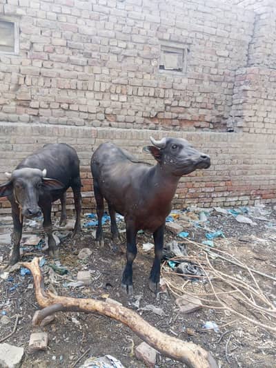 2 bulls
