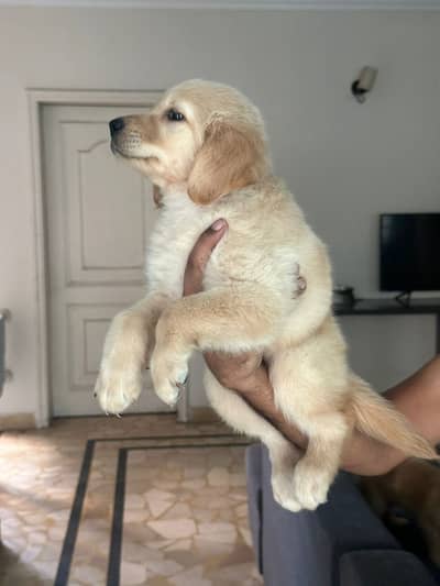 Golden retriver Puppy | Golden Retriever Dog | Retriever Pupps