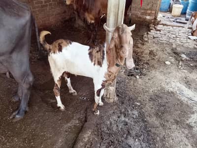 2 danat hy bakra  3o se 35 kilo tak hy ando hy