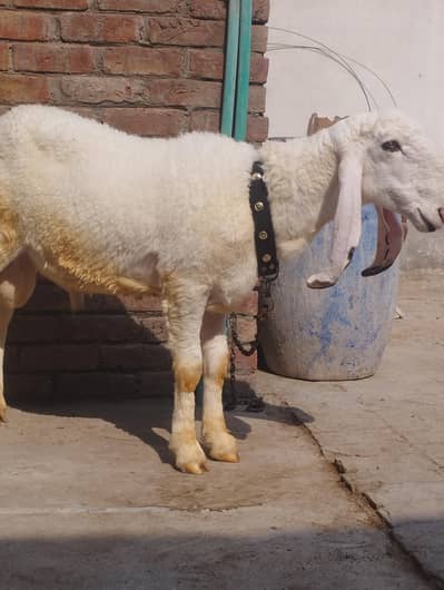 Beautiful Kajly chtry for Qurbani