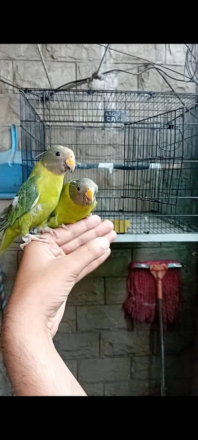 SemiTame Plumheads With Cage