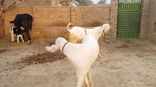 Qurbani ke liye Bakre For Sale _03102729869