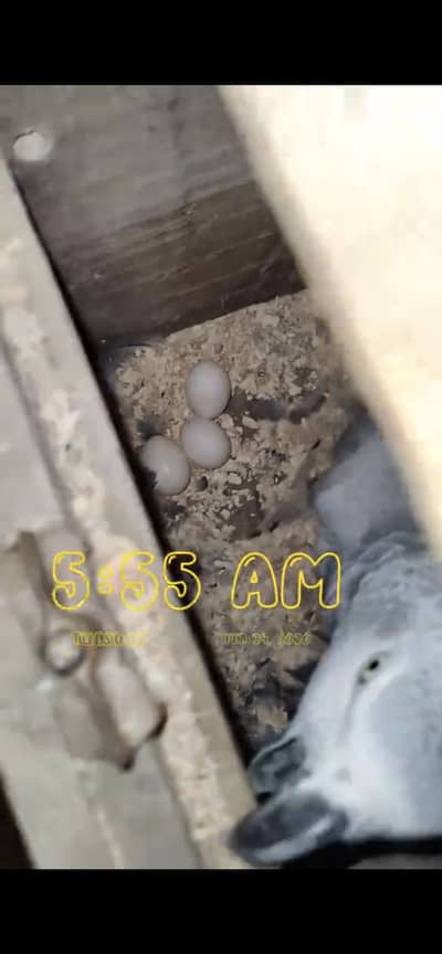 African grey breeding 2 piyas available