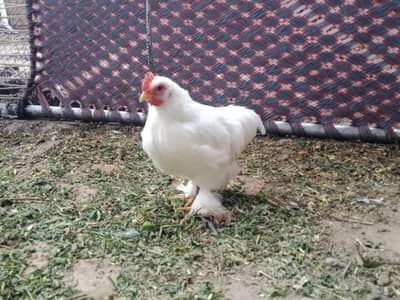 bantum male 03315441073