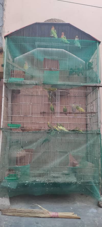 lovebird plus bugries sell