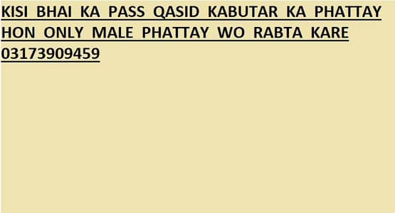 KISI BHAI KA PASS QASID KABUTAR KA PHATTAY HON ONLY MALE PHATTAY WO R