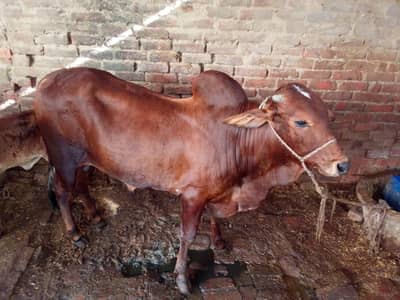 ghar ka pala howa bal hy 28 mahiny ka