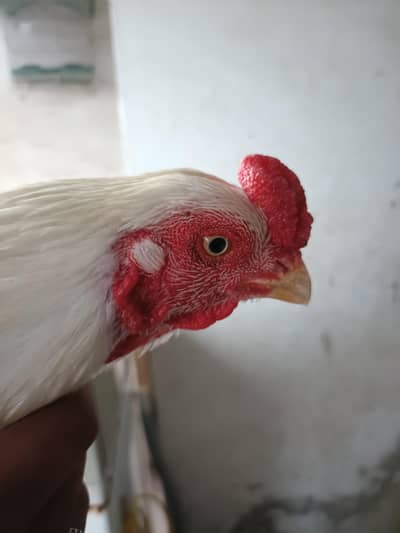 paper white heera aseel pair
