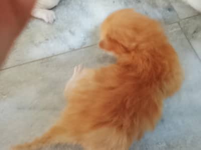 nice look kitten
