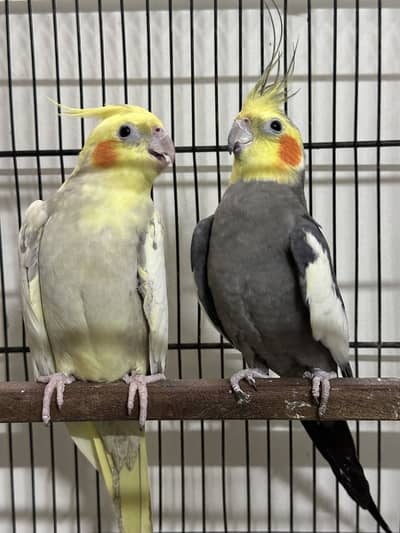 Cocktail breeder pair