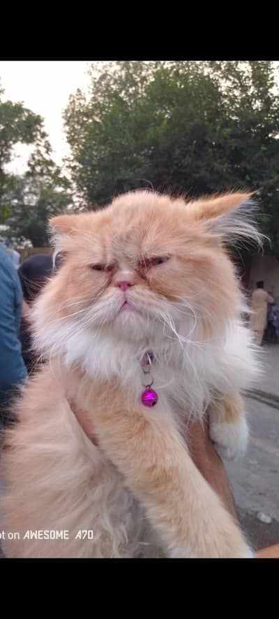 persian cat