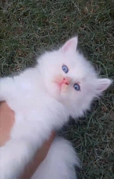 pure Persian triple coated Male