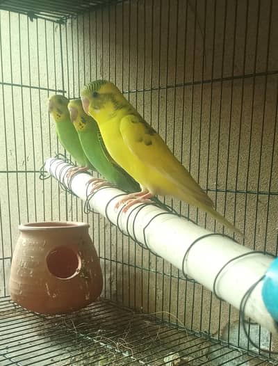 beautiful parrots for sale