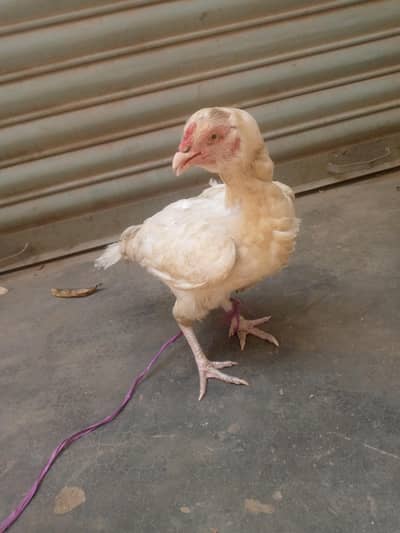 aseel Heera murghi