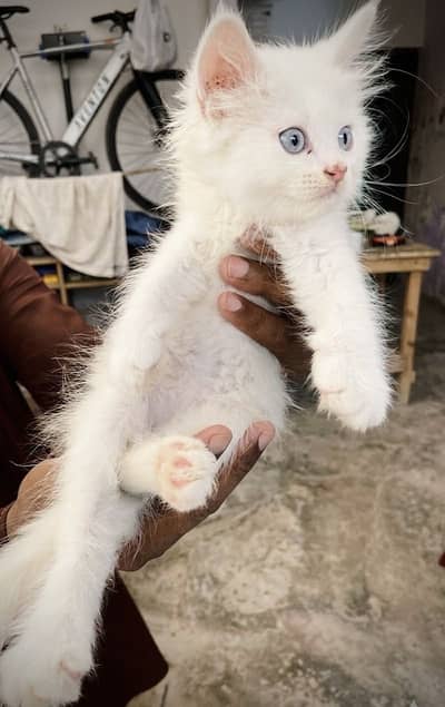 Persian Kitten Triple coat