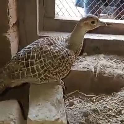 Irani dakhne teeter