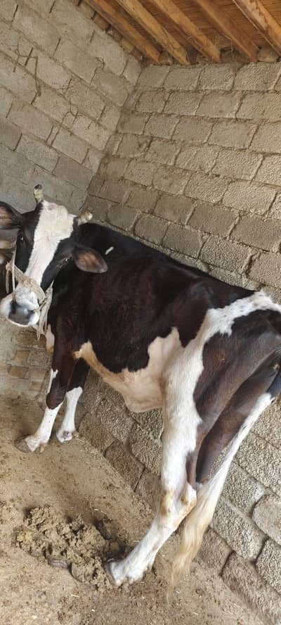 Cow freezen cross- 5 year - selling for qurabani