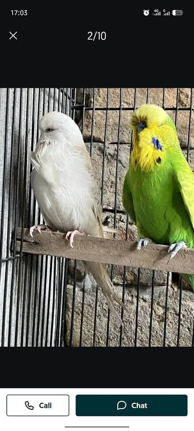 exhibition birds