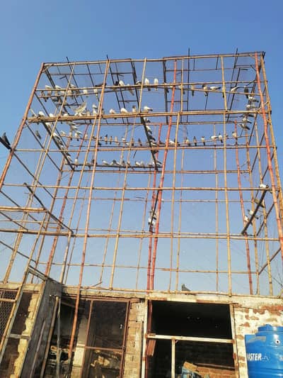 pigeon cage