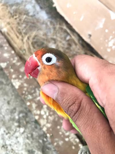 Albino Black Eye Love Birds Pair (1 Year Old)