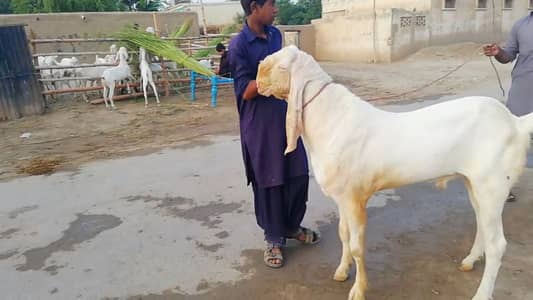 Qurbani ke liye Bakra for sale _ 03246711890
