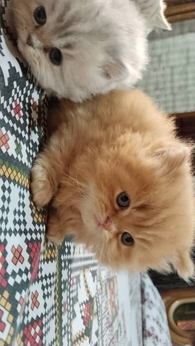 Persian kittens, triple coated Persian kittens.