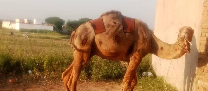 beautiful Camel selling for Qurbani