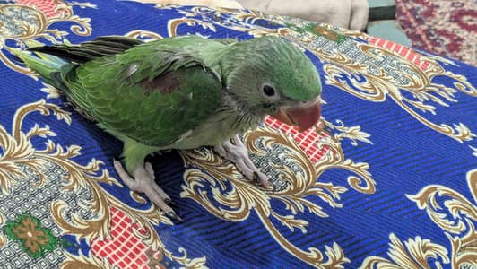 raw parrot chick  for sale