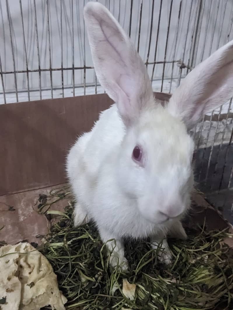 Rabbit Pair 0