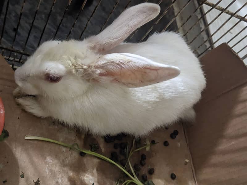 Rabbit Pair 1